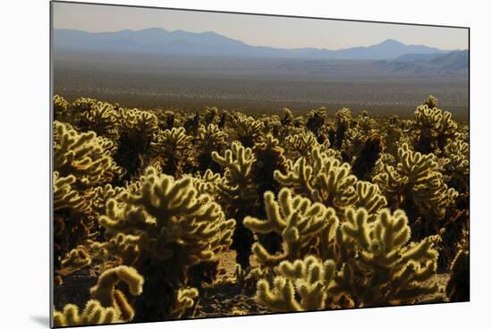 Cholla Cactus Garden, Joshua Tree National Park, California, USA-Michel Hersen-Mounted Photographic Print