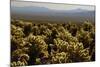 Cholla Cactus Garden, Joshua Tree National Park, California, USA-Michel Hersen-Mounted Photographic Print