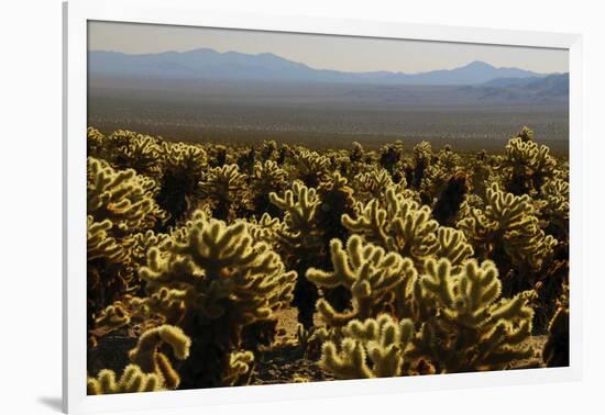 Cholla Cactus Garden, Joshua Tree National Park, California, USA-Michel Hersen-Framed Photographic Print