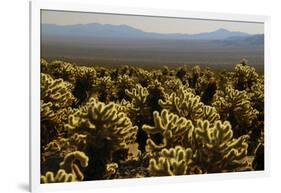 Cholla Cactus Garden, Joshua Tree National Park, California, USA-Michel Hersen-Framed Photographic Print