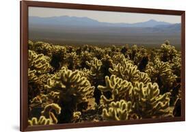 Cholla Cactus Garden, Joshua Tree National Park, California, USA-Michel Hersen-Framed Photographic Print