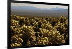 Cholla Cactus Garden, Joshua Tree National Park, California, USA-Michel Hersen-Framed Photographic Print