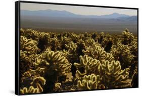 Cholla Cactus Garden, Joshua Tree National Park, California, USA-Michel Hersen-Framed Stretched Canvas