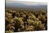 Cholla Cactus Garden, Joshua Tree National Park, California, USA-Michel Hersen-Stretched Canvas