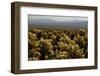 Cholla Cactus Garden, Joshua Tree National Park, California, USA-Michel Hersen-Framed Premium Photographic Print