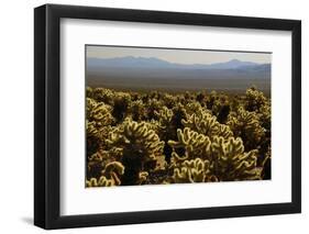 Cholla Cactus Garden, Joshua Tree National Park, California, USA-Michel Hersen-Framed Premium Photographic Print