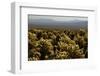 Cholla Cactus Garden, Joshua Tree National Park, California, USA-Michel Hersen-Framed Premium Photographic Print