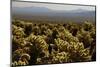 Cholla Cactus Garden, Joshua Tree National Park, California, USA-Michel Hersen-Mounted Premium Photographic Print