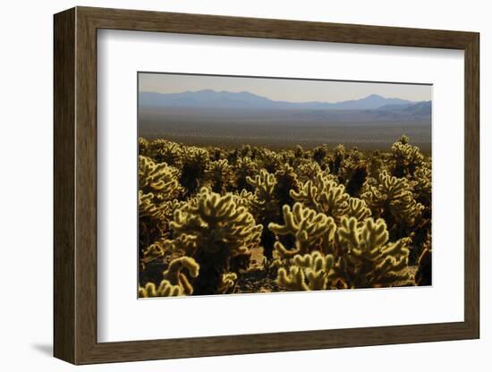 Cholla Cactus Garden, Joshua Tree National Park, California, USA-Michel Hersen-Framed Photographic Print