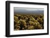 Cholla Cactus Garden, Joshua Tree National Park, California, USA-Michel Hersen-Framed Photographic Print