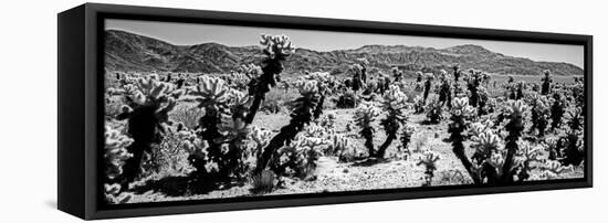 Cholla cactus in Joshua Tree National Park, California, USA-null-Framed Stretched Canvas
