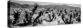Cholla cactus in Joshua Tree National Park, California, USA-null-Stretched Canvas