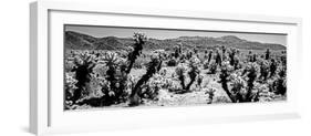 Cholla cactus in Joshua Tree National Park, California, USA-null-Framed Photographic Print