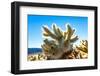 Cholla Cactus Seen in Joshua Tree National Park with Bright Blue Sky Background.-Scalia Media-Framed Photographic Print