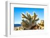 Cholla Cactus Seen in Joshua Tree National Park with Bright Blue Sky Background.-Scalia Media-Framed Photographic Print