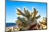 Cholla Cactus Seen in Joshua Tree National Park with Bright Blue Sky Background.-Scalia Media-Mounted Photographic Print