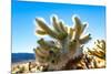 Cholla Cactus Seen in Joshua Tree National Park with Bright Blue Sky Background.-Scalia Media-Mounted Photographic Print