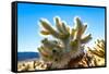 Cholla Cactus Seen in Joshua Tree National Park with Bright Blue Sky Background.-Scalia Media-Framed Stretched Canvas