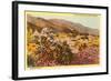 Chollas and Wildflowers, Borrego Springs, California-null-Framed Art Print