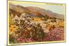 Chollas and Wildflowers, Borrego Springs, California-null-Mounted Art Print