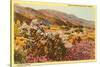 Chollas and Wildflowers, Borrego Springs, California-null-Stretched Canvas