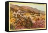 Chollas and Wildflowers, Borrego Springs, California-null-Framed Stretched Canvas