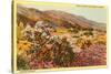 Chollas and Wildflowers, Borrego Springs, California-null-Stretched Canvas