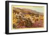 Chollas and Wildflowers, Borrego Springs, California-null-Framed Art Print