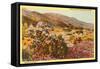 Chollas and Wildflowers, Borrego Springs, California-null-Framed Stretched Canvas