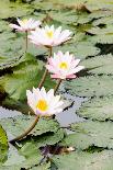 Water Lily (Lotus) and Leaf in Pond-chomnancoffee-Framed Stretched Canvas