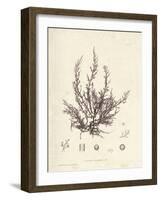 Chondria dasyphylla-Henry Bradbury-Framed Giclee Print