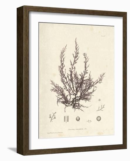 Chondria dasyphylla-Henry Bradbury-Framed Giclee Print