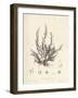 Chondria dasyphylla-Henry Bradbury-Framed Giclee Print