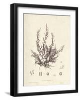 Chondria dasyphylla-Henry Bradbury-Framed Giclee Print