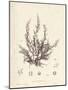 Chondria dasyphylla-Henry Bradbury-Mounted Giclee Print