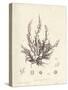 Chondria dasyphylla-Henry Bradbury-Stretched Canvas