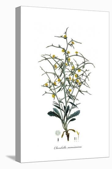Chondrilla ramosissima, Flora Graeca-Ferdinand Bauer-Stretched Canvas