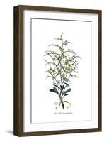 Chondrilla ramosissima, Flora Graeca-Ferdinand Bauer-Framed Giclee Print