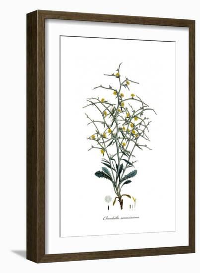 Chondrilla ramosissima, Flora Graeca-Ferdinand Bauer-Framed Giclee Print