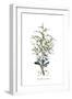 Chondrilla ramosissima, Flora Graeca-Ferdinand Bauer-Framed Giclee Print