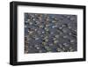 Chong Kneas Floating Village, Tonle Sap Lake, Near Siem Reap, Cambodia-David Wall-Framed Photographic Print