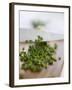 Chopping Chives-null-Framed Photographic Print