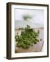 Chopping Chives-null-Framed Photographic Print
