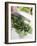 Chopping Parsley-null-Framed Photographic Print