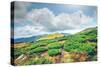 Chorna Hora Mountain Range. Carpathian Mountains. Ukraine-goinyk-Stretched Canvas