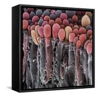 Choroid Plexus Secretory Cells, SEM-Steve Gschmeissner-Framed Stretched Canvas