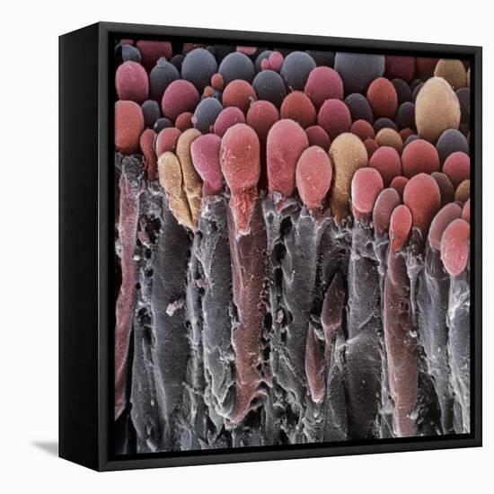 Choroid Plexus Secretory Cells, SEM-Steve Gschmeissner-Framed Stretched Canvas