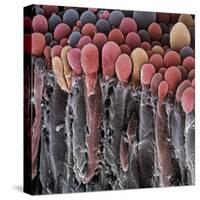 Choroid Plexus Secretory Cells, SEM-Steve Gschmeissner-Stretched Canvas