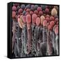 Choroid Plexus Secretory Cells, SEM-Steve Gschmeissner-Framed Stretched Canvas