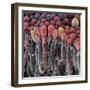 Choroid Plexus Secretory Cells, SEM-Steve Gschmeissner-Framed Premium Photographic Print